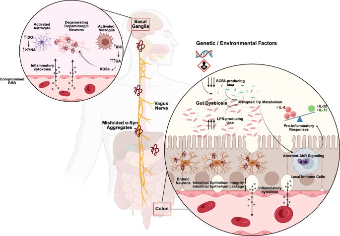 Gut Microbiome and Tryptophan Metabolism in Parkinson's Disease