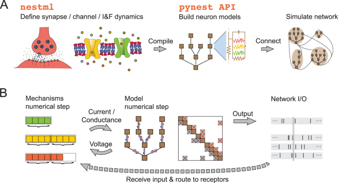 A NEST-based framework unlocks massively parallel simulation of networks of multi-compartment neurons with customizable subcellular dynamics