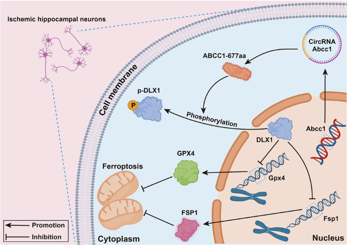 CircAbcc1-encoded ABCC1-677aa modulates DLX1 to suppress ferroptosis in chronic cerebral ischemia
