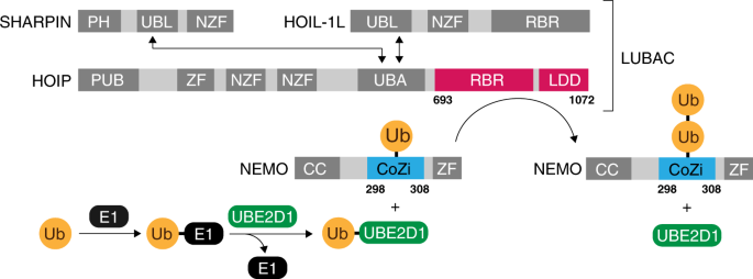 Auxiliary-assisted chemical ubiquitylation of NEMO and linear extension by  HOIP | Communications Chemistry