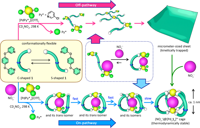 Syntheses of three-dimensional catenanes under kinetic control