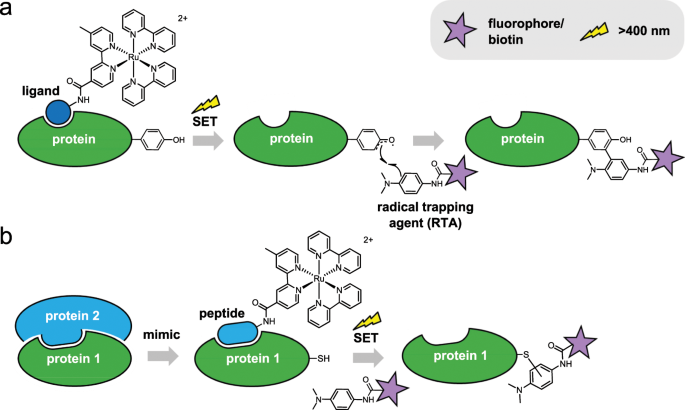 Photocatalytic proximity labelling of MCL-1 by a BH3 ligand |  Communications Chemistry