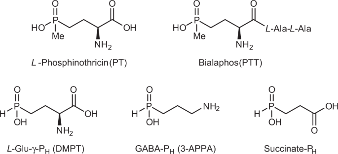 Enzymatic Kinetic Resolution Of Desmethylphosphinothricin Indicates That Phosphinic Group Is A Bioisostere Of Carboxyl Group Communications Chemistry