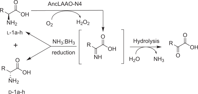 Ancestral L Amino Acid Oxidases For, Z Line Delano L Desktop Stand