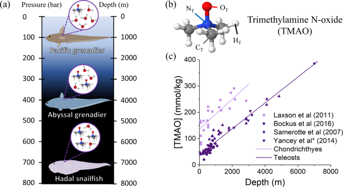 The ability of trimethylamine N-oxide to resist pressure ...