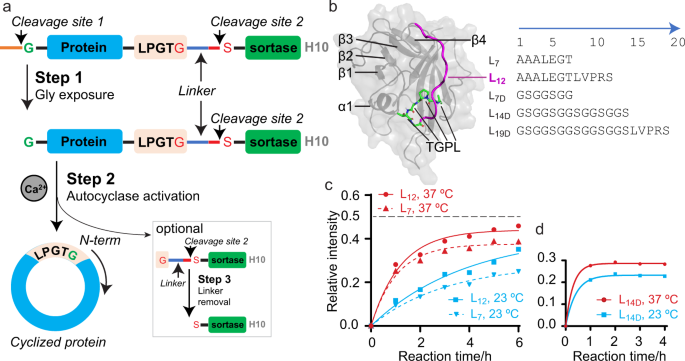 Self-cyclisation as a general and efficient platform for peptide and protein macrocyclisation