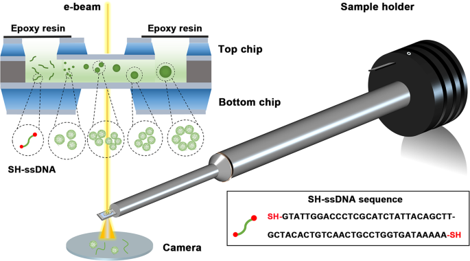 Real-time imaging of sulfhydryl single-stranded DNA aggregation |  Communications Chemistry