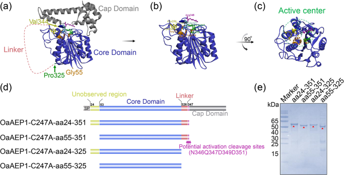 Design of a recombinant asparaginyl ligase for site-specific 