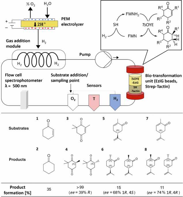 Enhancing Sustainable Fine Chemical Synthesis Through Scalable Flow Biocatalysis