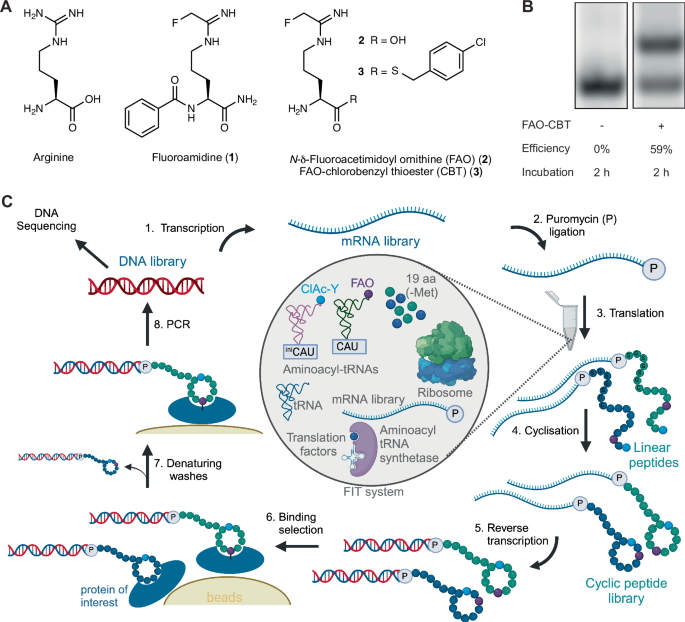 dihexa peptide dosage cycle benefits side effects 2026 Discovering covalent cyclic peptide inhibitors of peptidyl arginine  deiminase 4 (PADI4) using mRNA-display with a genetically encoded  electrophilic warhead