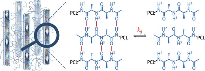 Dynamics of hydrogen-bonded end groups in bulk polymers revealed by solid-state NMR spectroscopy relaxation dispersion experiments