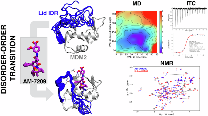 Molecular driving force of a small molecule-induced protein disorder-order transition - Communications Chemistry
