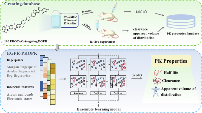 A machine learning-based pharmacokinetics predictor (EGFR-PROPK) for EGFR-targeting PROTACs - Communications Chemistry