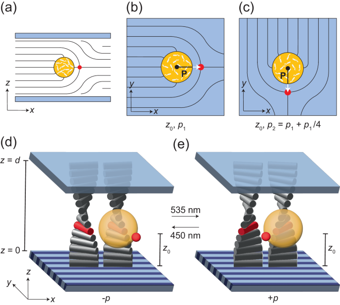 Dynamic control of active droplets using light-responsive chiral 