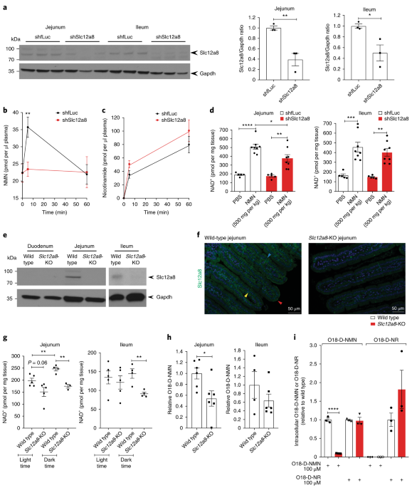 slc12a8 is a nicotinamide