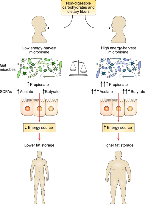 Microbial regulation of organismal energy homeostasis ... dietary system diagram 