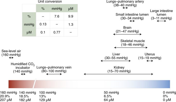Oxygen and mammalian cell culture: are we repeating the experiment of Dr. Ox? | Nature Metabolism Oxygen and mammalian cell culture: are we repeating the experiment of Dr. Ox? | Nature Metabolism