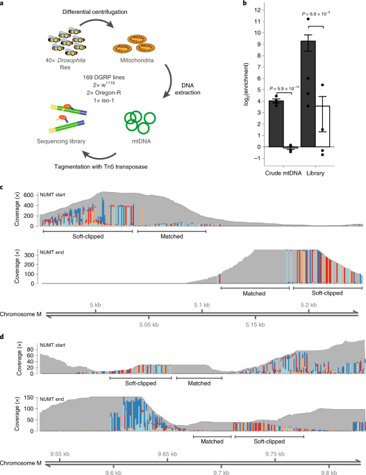 Mitochondrial haplotypes affect metabolic phenotypes in the Drosophila  Genetic Reference Panel | Nature Metabolism