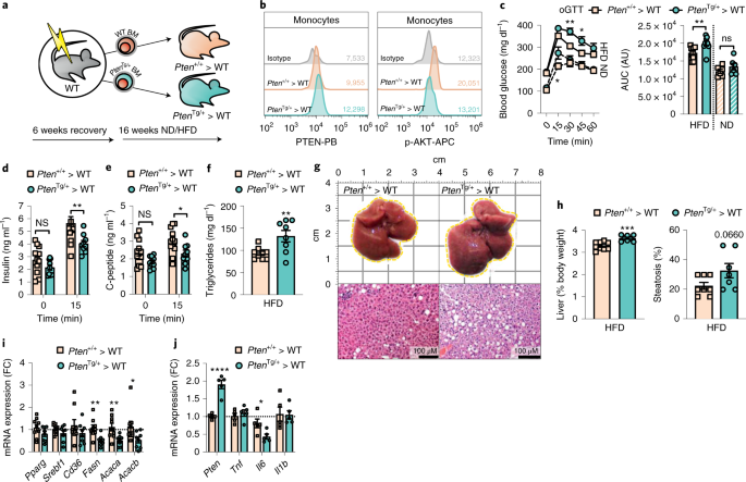 The Pi3k Pathway Preserves Metabolic Health Through Marco Dependent Lipid Uptake By Adipose Tissue Macrophages Nature Metabolism The Pi3k Pathway Preserves Metabolic Health Through Marco Dependent Lipid Uptake By Adipose Tissue Macrophages Nature Metabolism