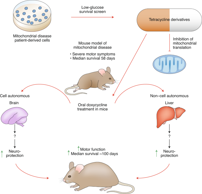 Mitochondrial Disease