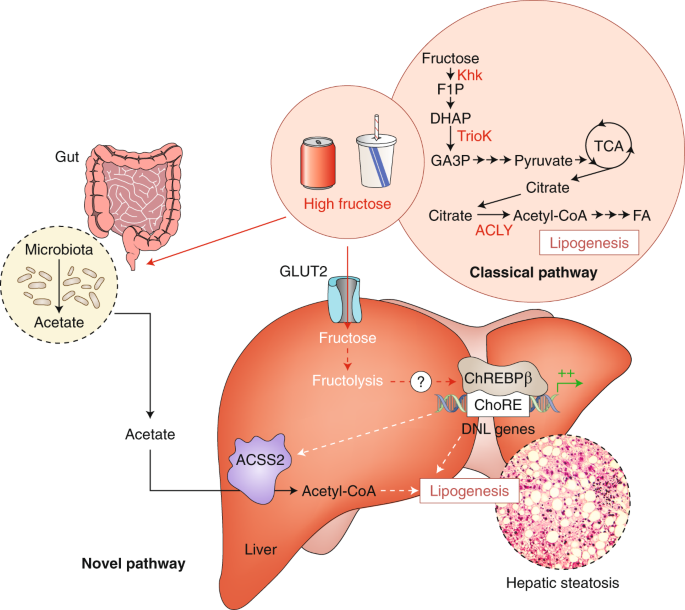 Conversion of a dietary fructose: new clues from the gut microbiome