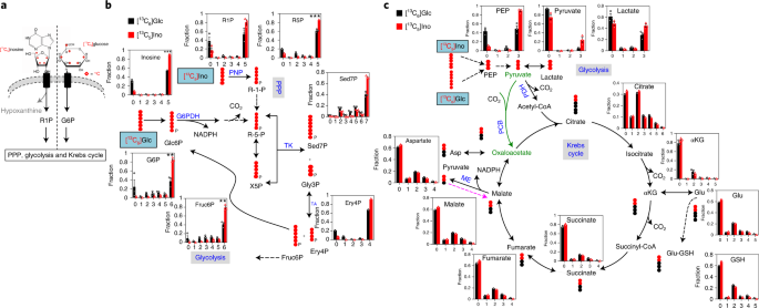 Inosine is an alternative carbon source for CD8+-T-cell function under  glucose restriction | Nature Metabolism