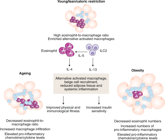 glutathione cyclic peptide An Easy Way to Make Cyclic Peptides | Science