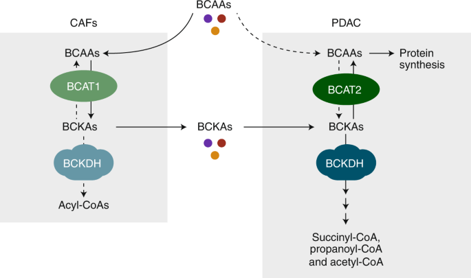 Give and take: competition for BCAAs in the tumour microenvironment |  Nature Metabolism