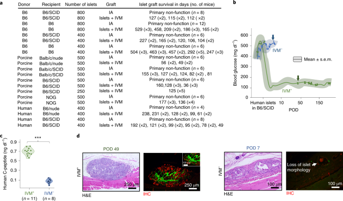 Islet Transplantation In The Subcutaneous Space Achieves Long Term Euglycaemia In Preclinical Models Of Type 1 Diabetes Nature Metabolism