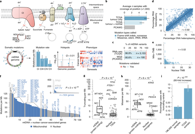 Respiratory complex and tissue lineage drive recurrent mutations in tumour  mtDNA | Nature Metabolism