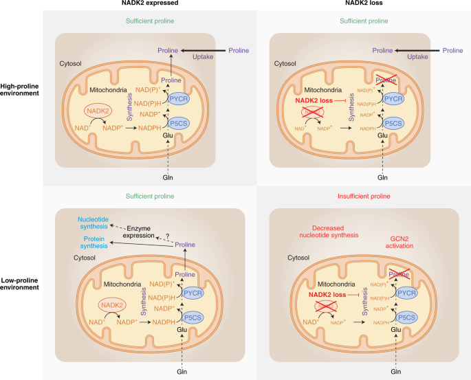 Mitochondrial Nadph Is A Pro At Pro Synthesis Nature Metabolism