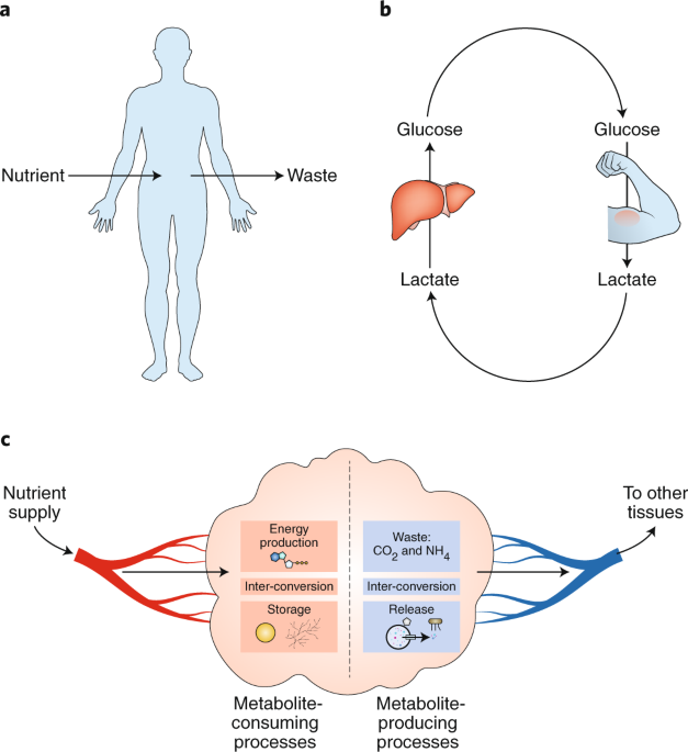 Quantitative Flux Analysis In Mammals Nature Metabolism Quantitative Flux Analysis In Mammals Nature Metabolism