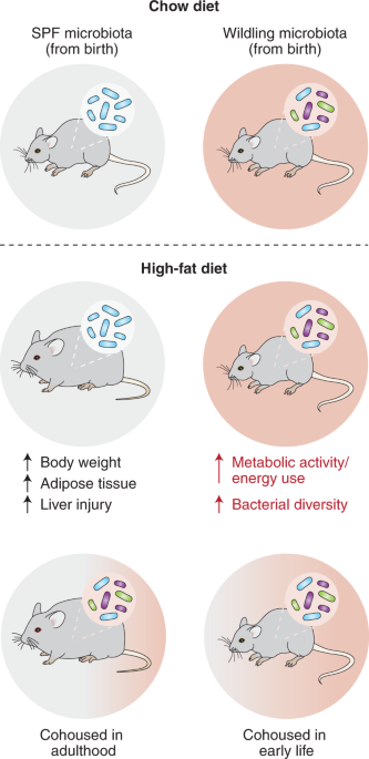 A wild approach to obesity prevention