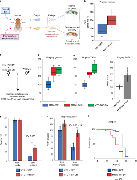 Heritable shifts in redox metabolites during mitochondrial quiescence reprogramme progeny metabolism - Nature Metabolism -