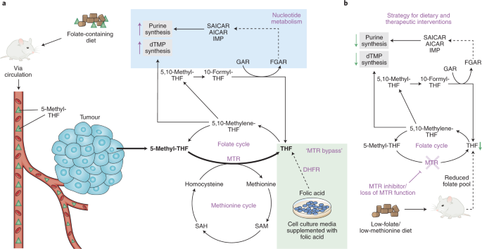 A new foe in folate metabolism | Nature Metabolism