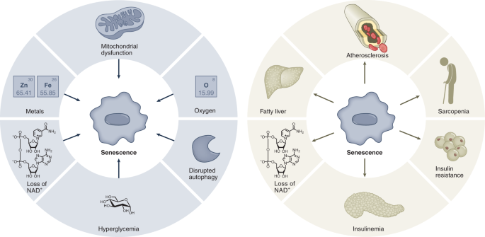 TSN: Diet, Metabolism, and Aging - Keystone Symposia