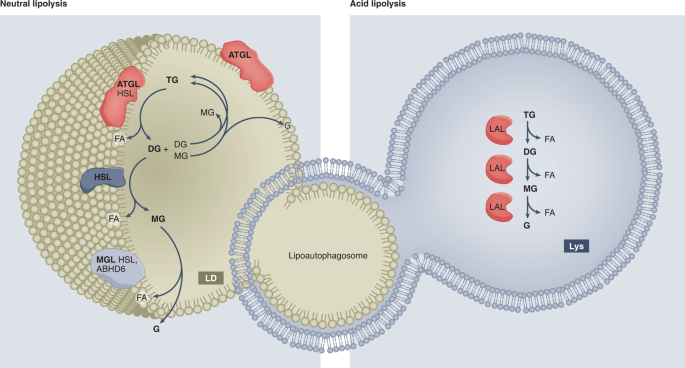 Lipolysis: cellular mechanisms for lipid mobilization from fat stores |  Nature Metabolism