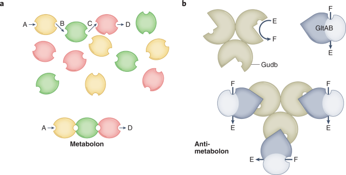 The bacillus subtilis glutamate anti-metabolon