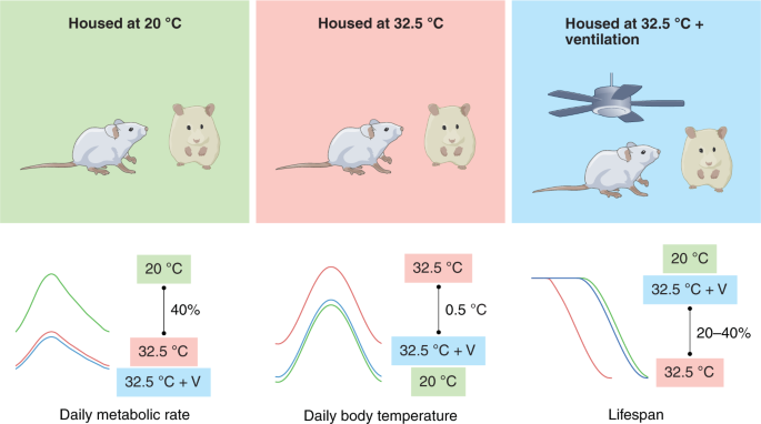 Hot news about temperature and lifespan | Nature Metabolism