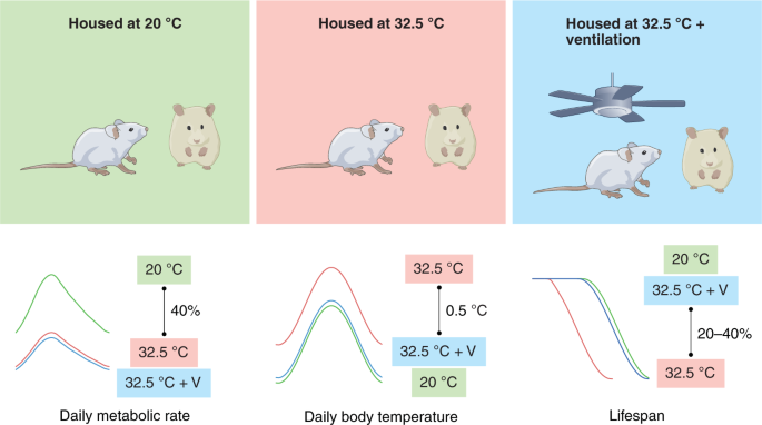 Pet Mice Lifespan & Mice Age to Human Age Chart, Animallama in 2023