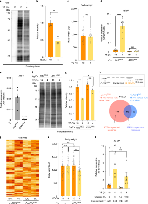 Sensing of the non-essential amino acid tyrosine governs the response to  protein restriction in Drosophila | Nature Metabolism