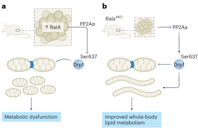 A rala between high-fat diet and mitochondrial shape