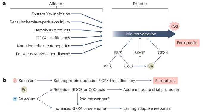 glutathione and selenium supplementation Selenium as an Antioxidant: Roles and Clinical Applications in Critically  Ill and Trauma Patients: A Narrative Review main image 0