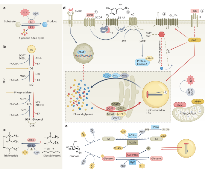 Futile lipid cycling: from biochemistry to physiology | Nature 