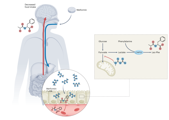 Metformin induces a Lac-Phe gut–brain signalling axis