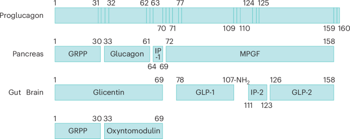 GLP-1 physiology in obesity and development of incretin-based drugs for  chronic weight management | Nature Metabolism