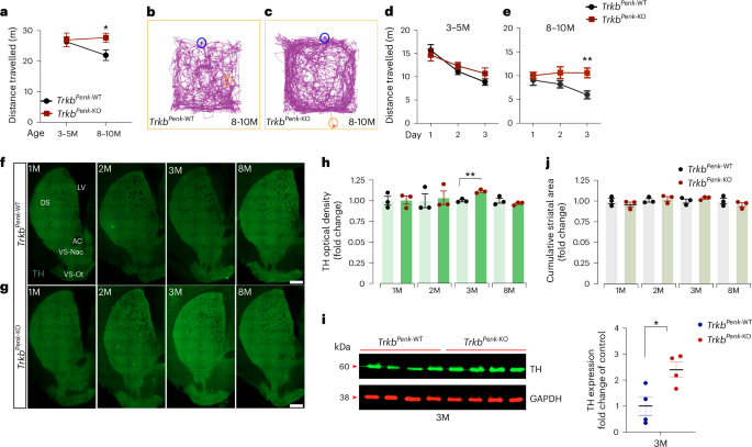 glutathione and long covid Long-COVID post-viral chronic fatigue and affective symptoms are associated  with oxidative damage, lowered antioxidant defenses and inflammation: a  proof of concept and mechanism study