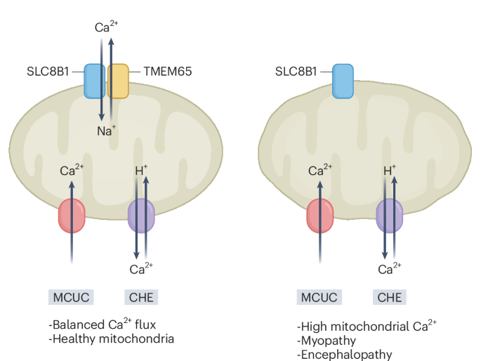 Tmem65 joins the mitochondrial ca2+ club