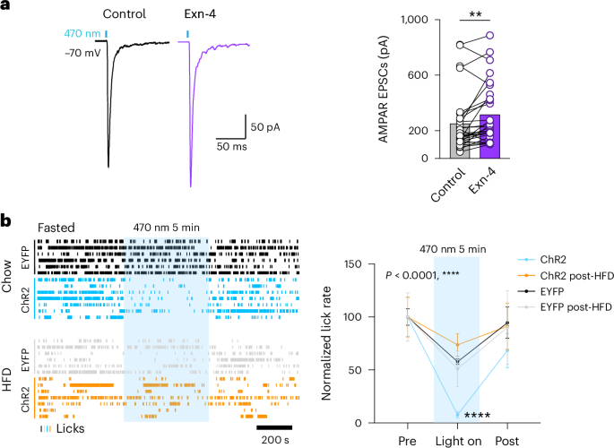 is there a natural form of glp 1 GLP-1-mediated synaptic plasticity in feeding regulation is modulated by  energy state