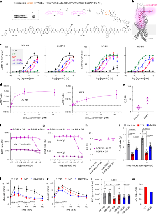 Fluorescent GLP1R/GIPR dual agonist probes reveal cell targets in the pancreas and brain